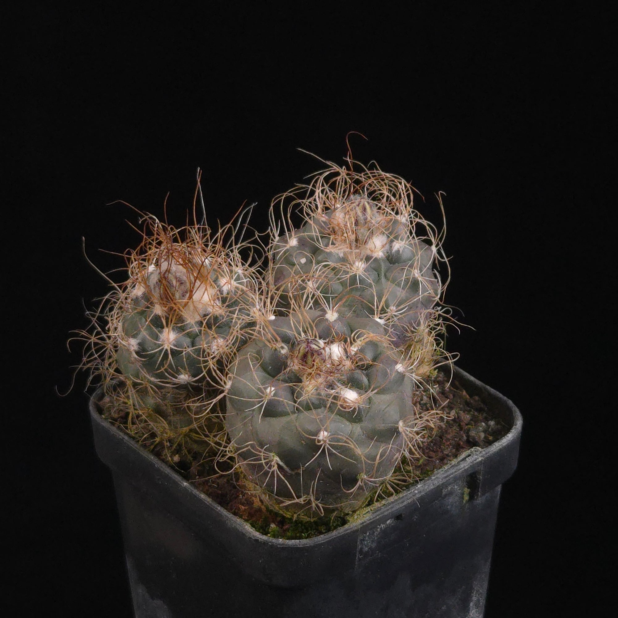 Turbinicarpus krainzianus (WA Prohibited)