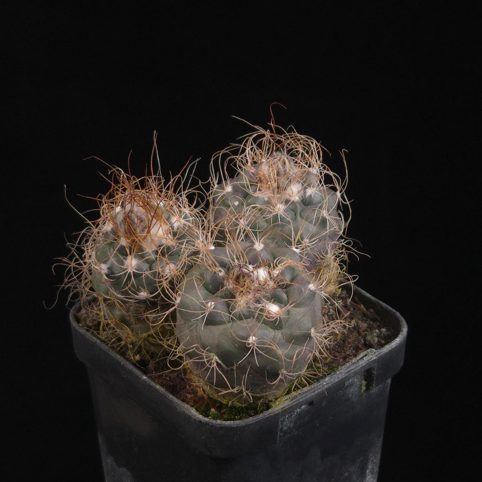 Turbinicarpus krainzianus (WA Prohibited)
