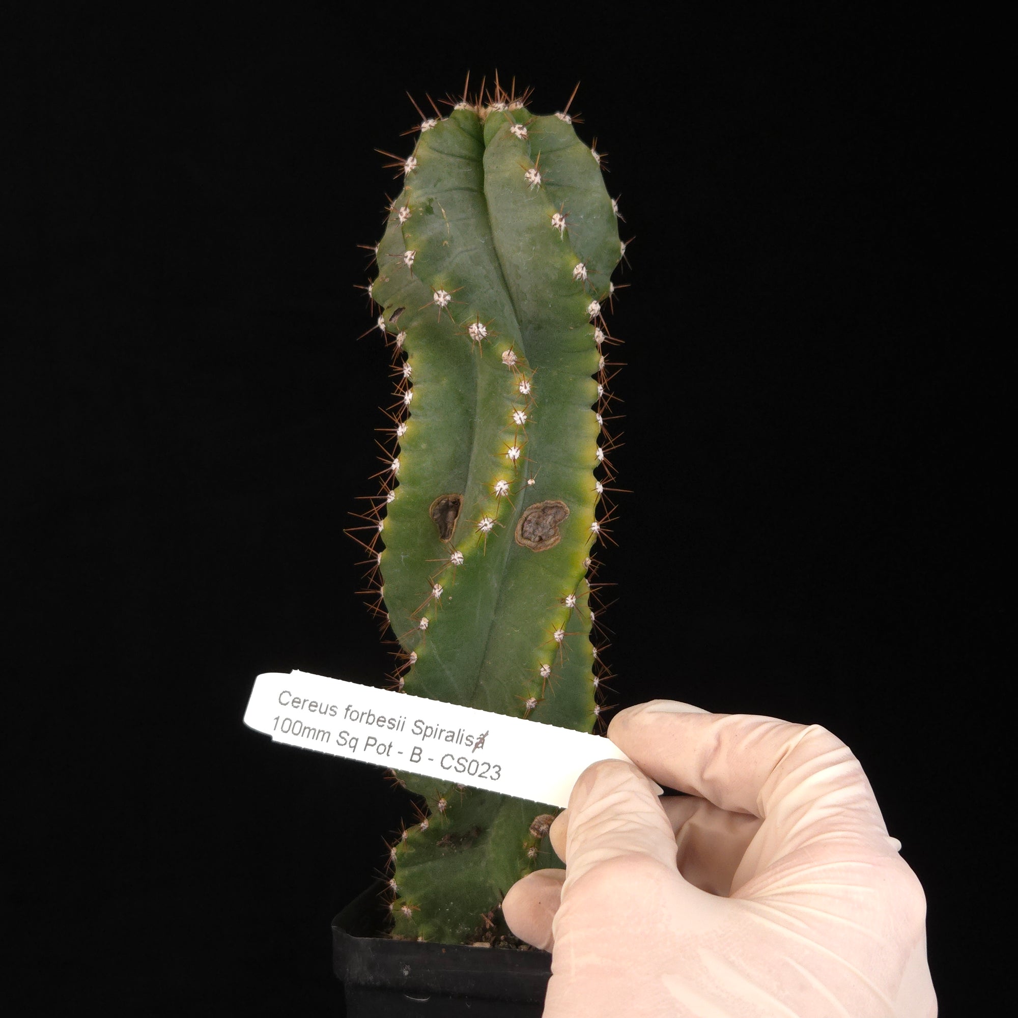 Cereus forbesii 'Spiralis'