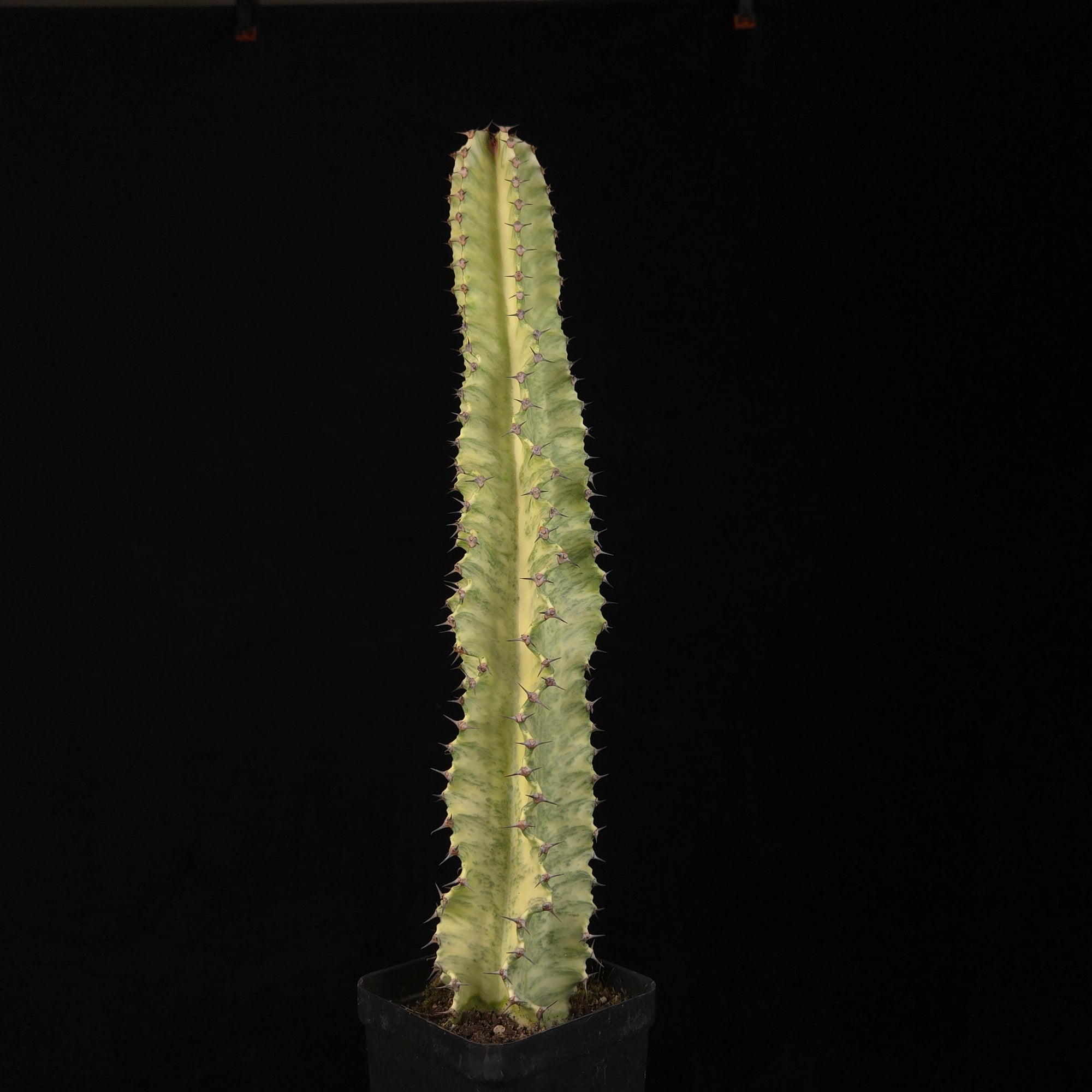 Euphorbia ammak variegata (WA Prohibited)