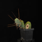 Trichocereus bridgesii f. monstrosa (Penis Cactus)