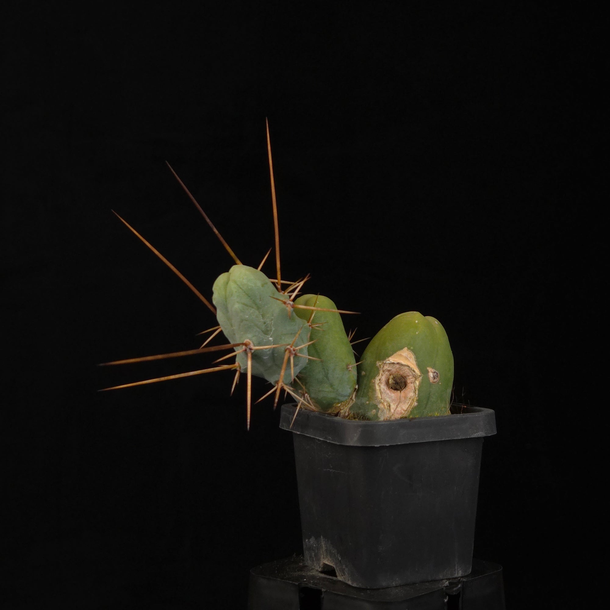 Trichocereus bridgesii f. monstrosa (Penis Cactus)