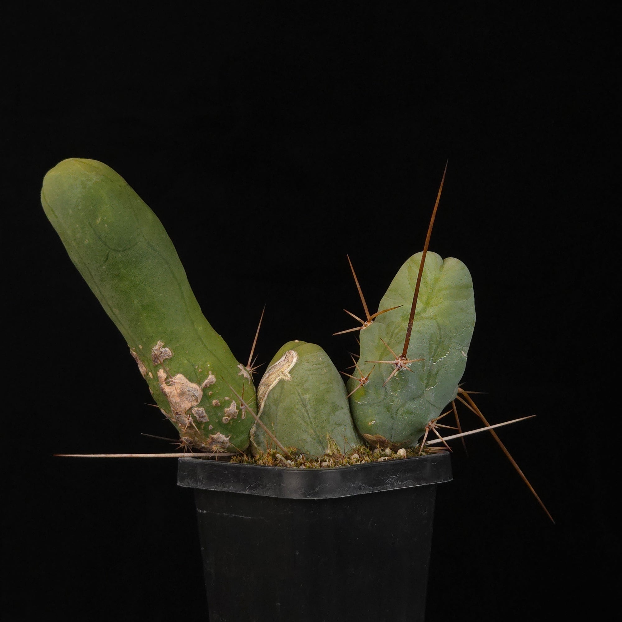 Trichocereus bridgesii f. monstrosa (Penis Cactus)