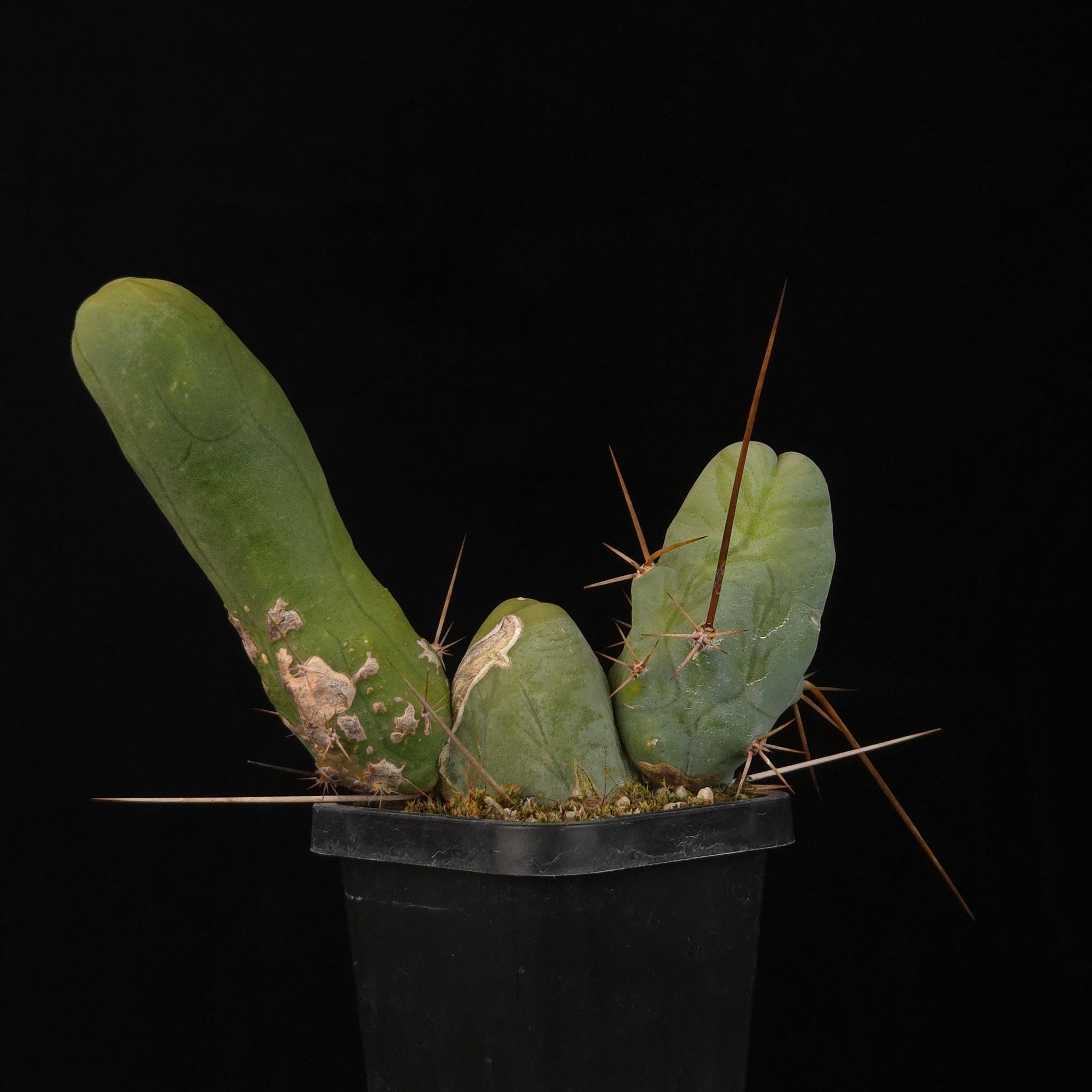 Trichocereus bridgesii f. monstrosa (Penis Cactus)