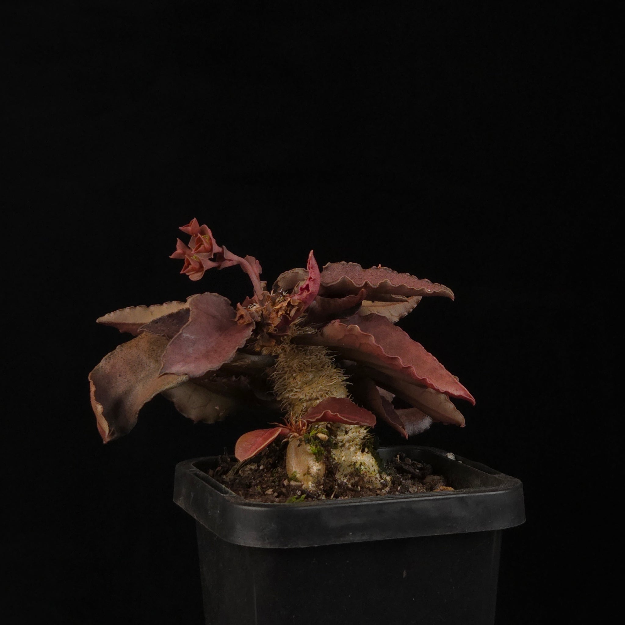 Euphorbia francoisii Hybrids (WA Prohibited) – Selected Juvenile Plants