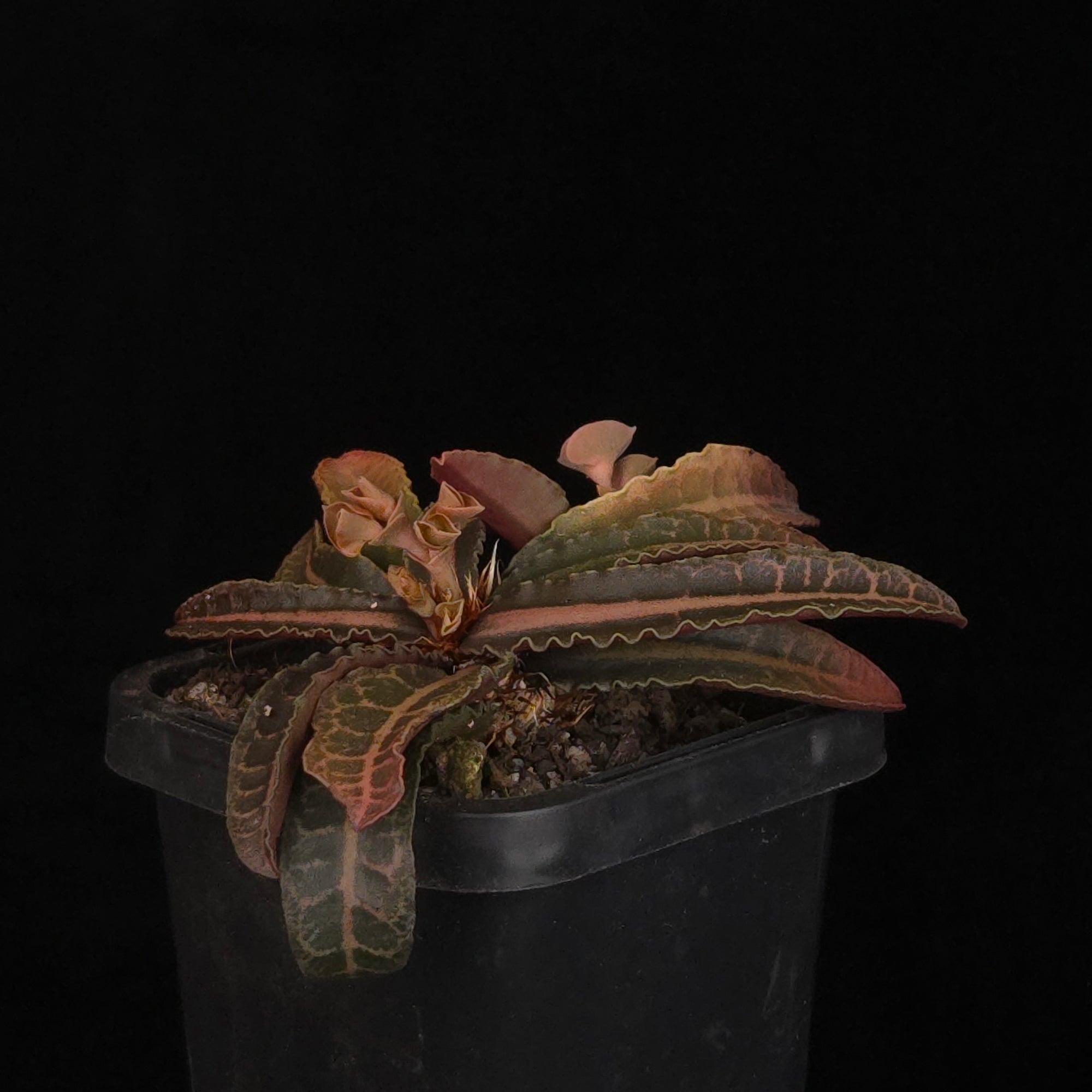 Euphorbia francoisii Hybrids (WA Prohibited) – Selected Juvenile Plants