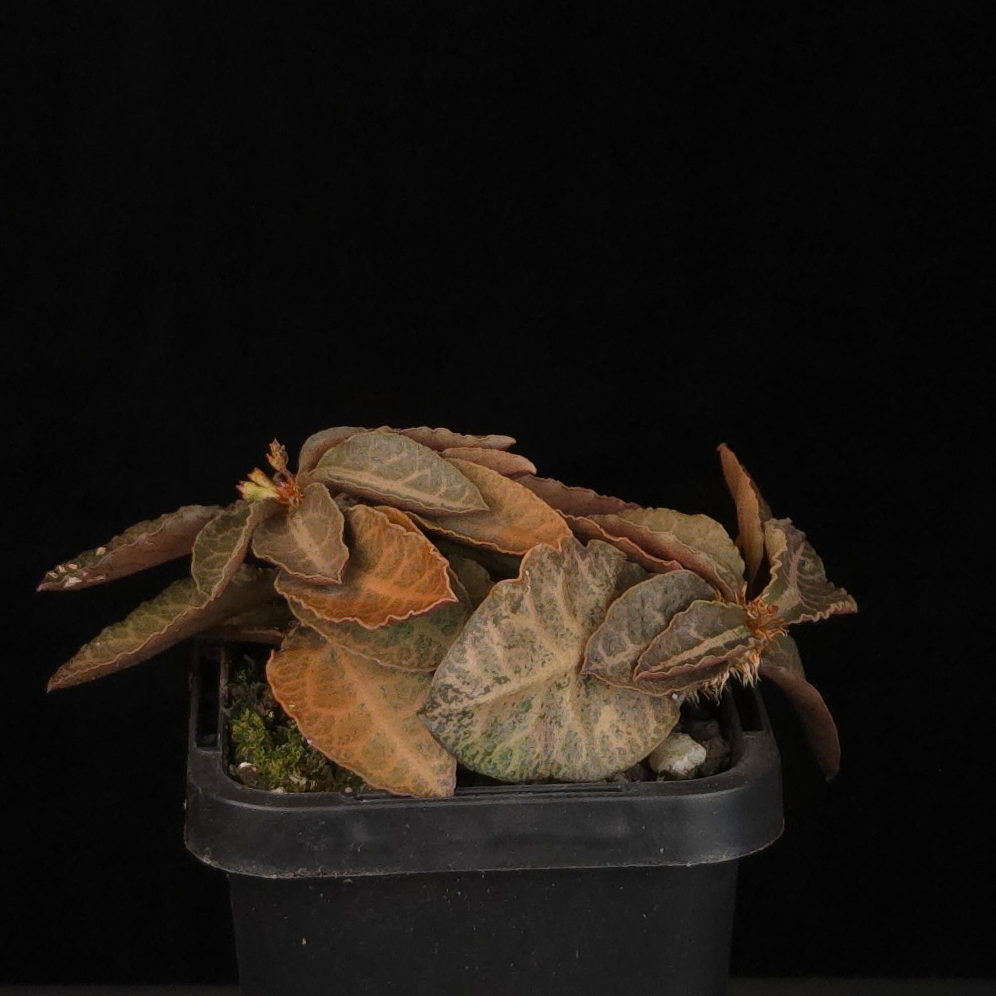 Euphorbia francoisii Hybrids (WA Prohibited) – Selected Juvenile Plants