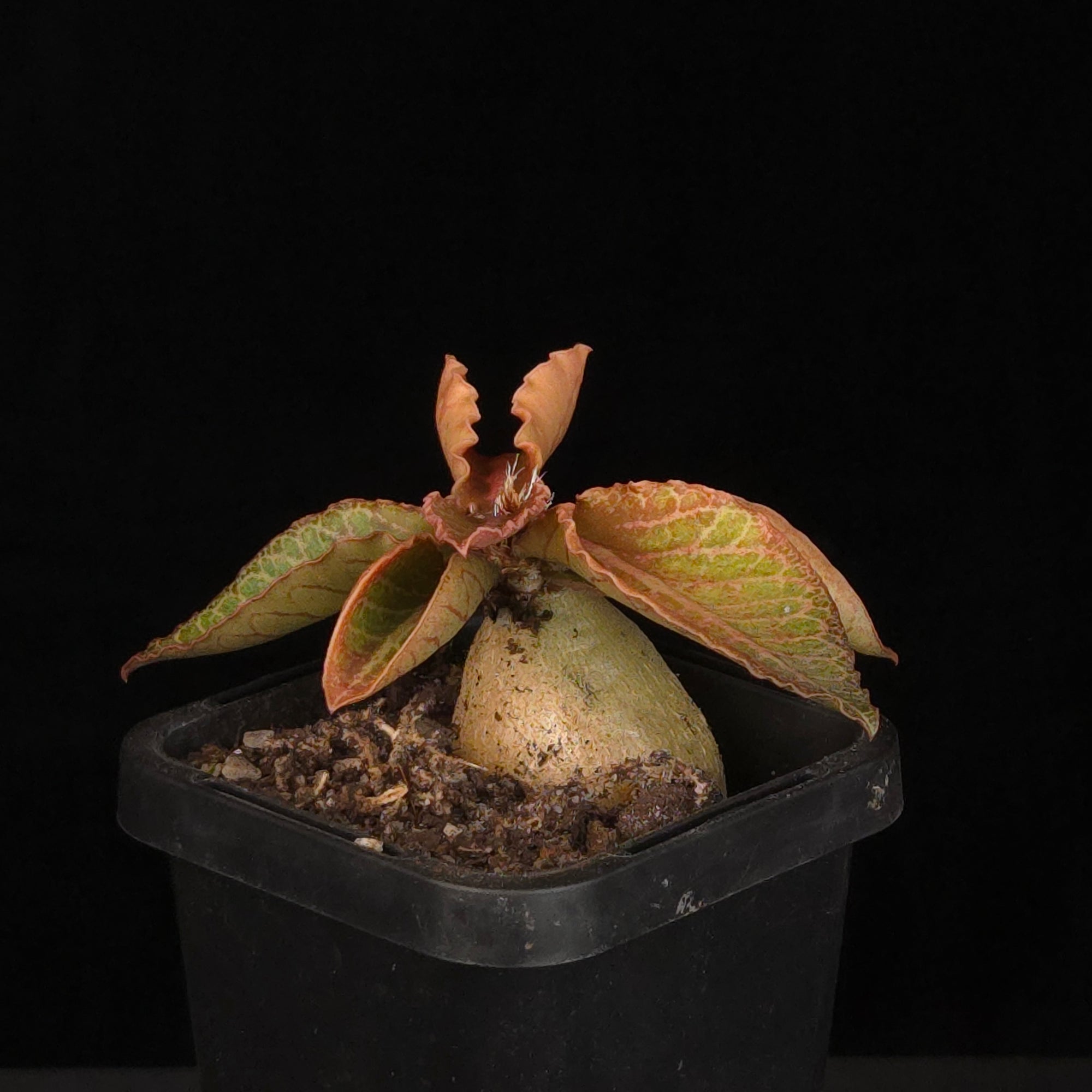 Euphorbia francoisii Hybrids (WA Prohibited) – Selected Juvenile Plants