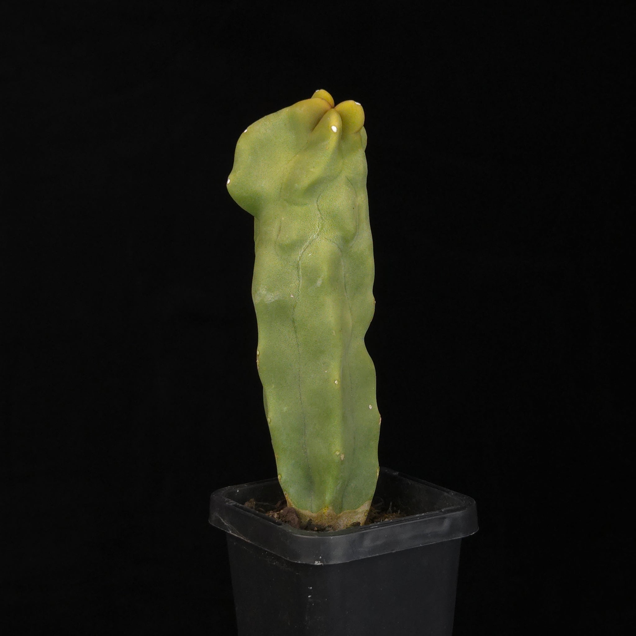 Lophocereus schottii (syn. Pachycereus)