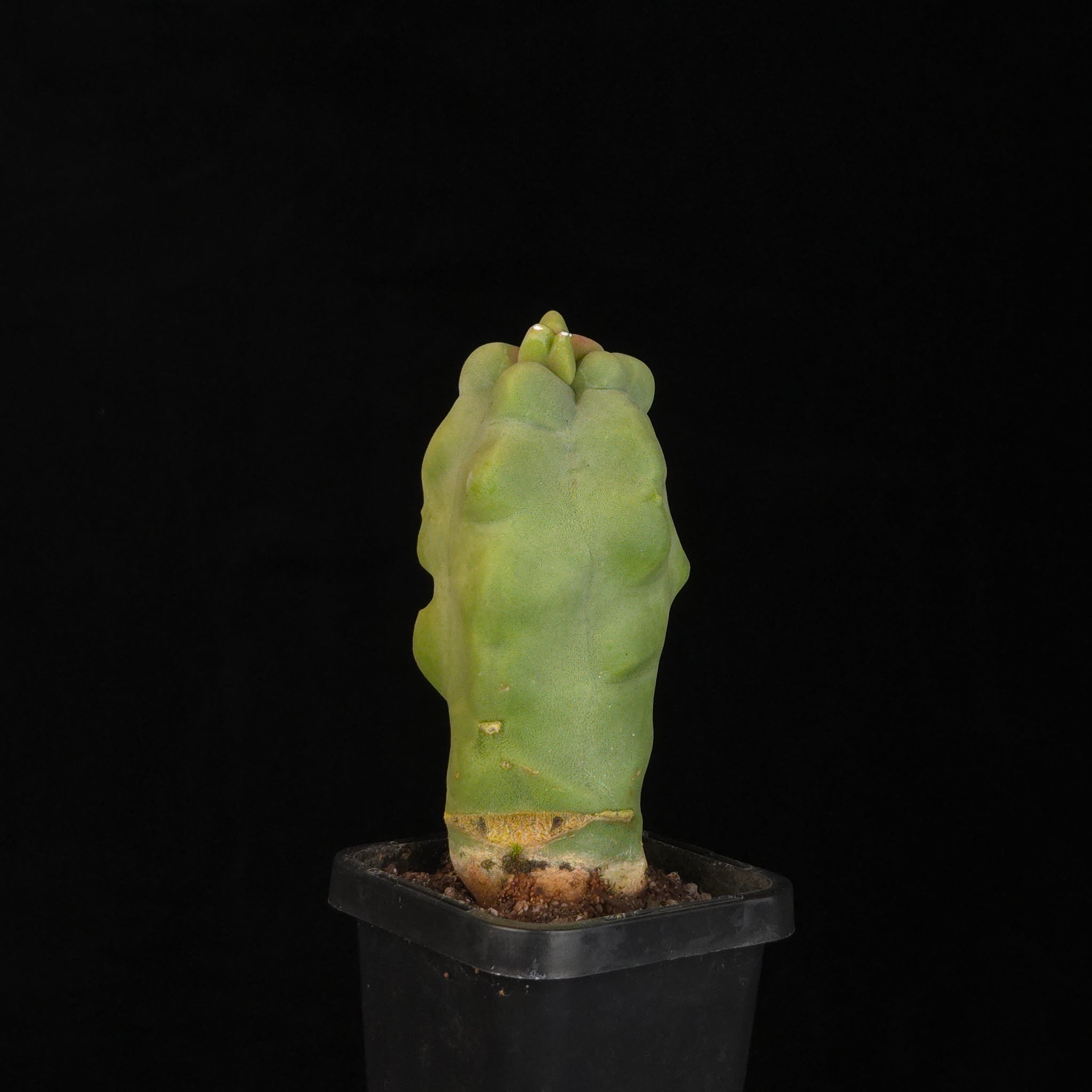Lophocereus schottii (syn. Pachycereus)