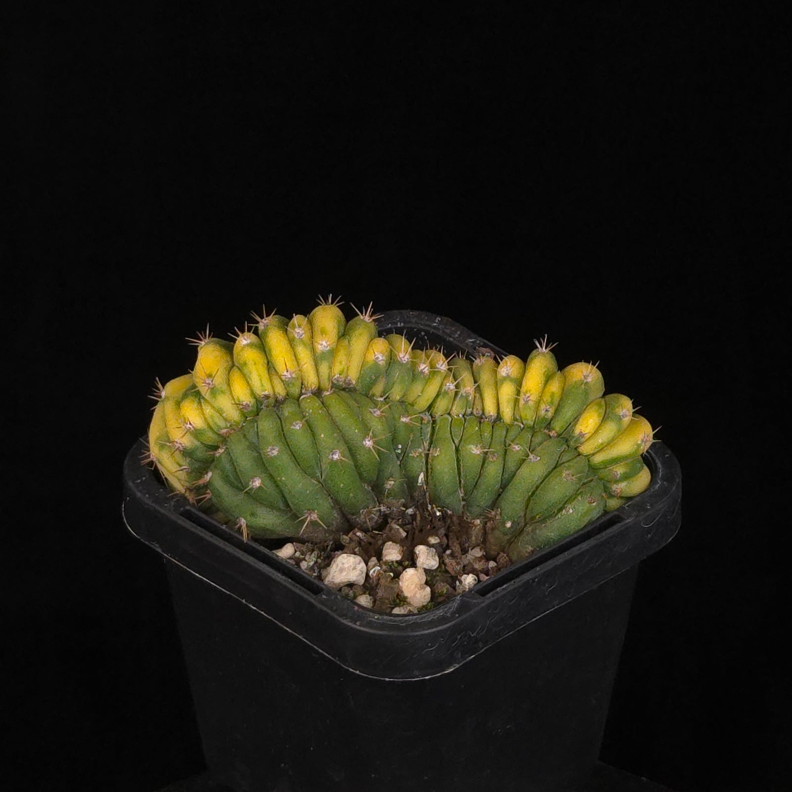 Trichocereus (Echinopsis) pachanoi cristata variegata