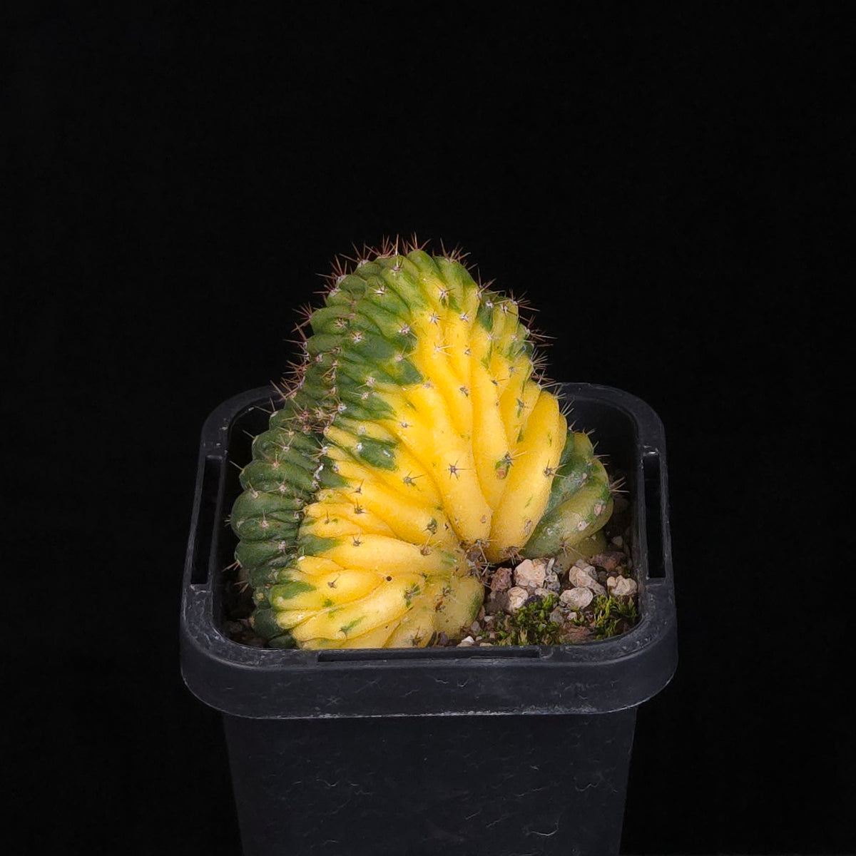 Trichocereus (Echinopsis) pachanoi cristata variegata