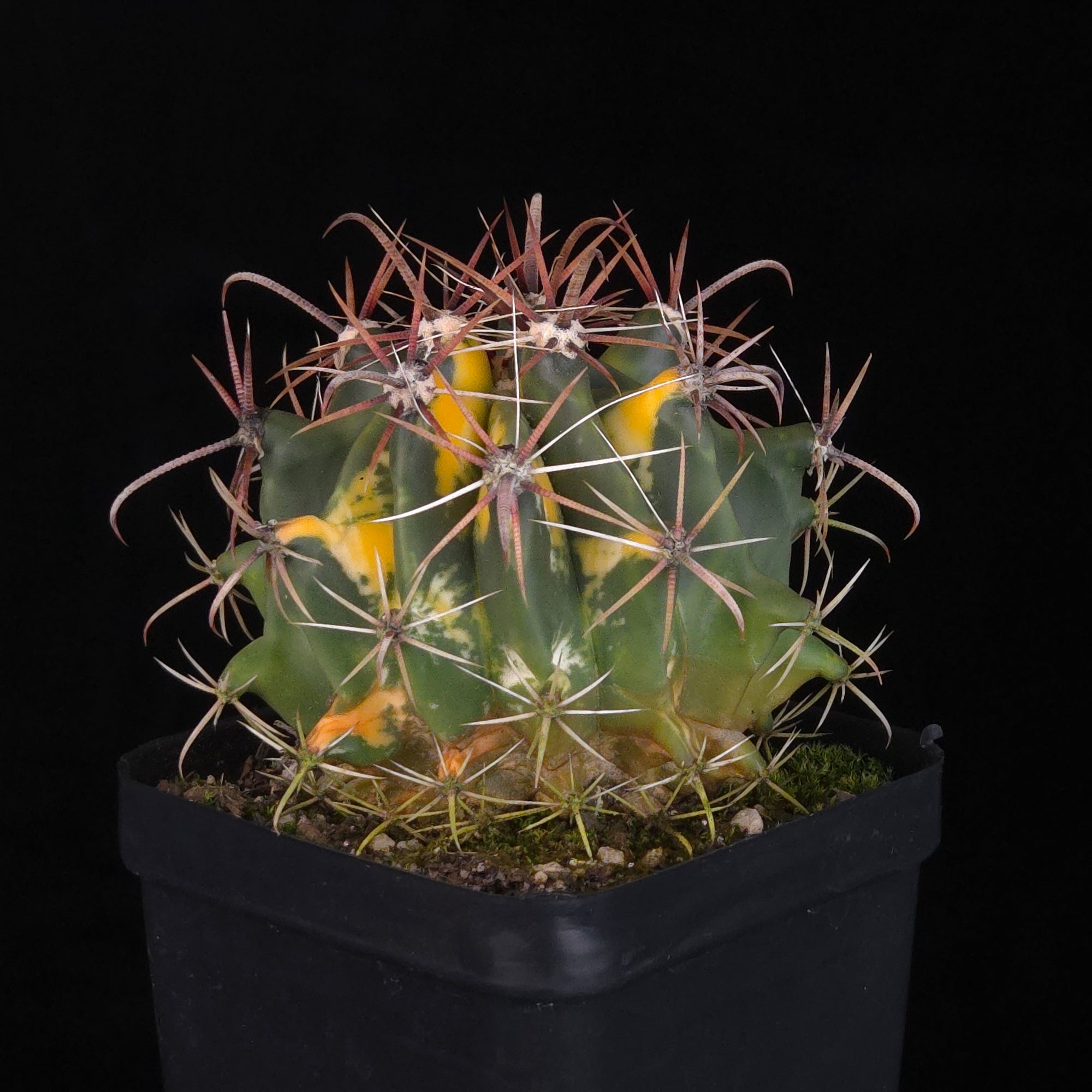 Ferocactus wislizeni f. variegata