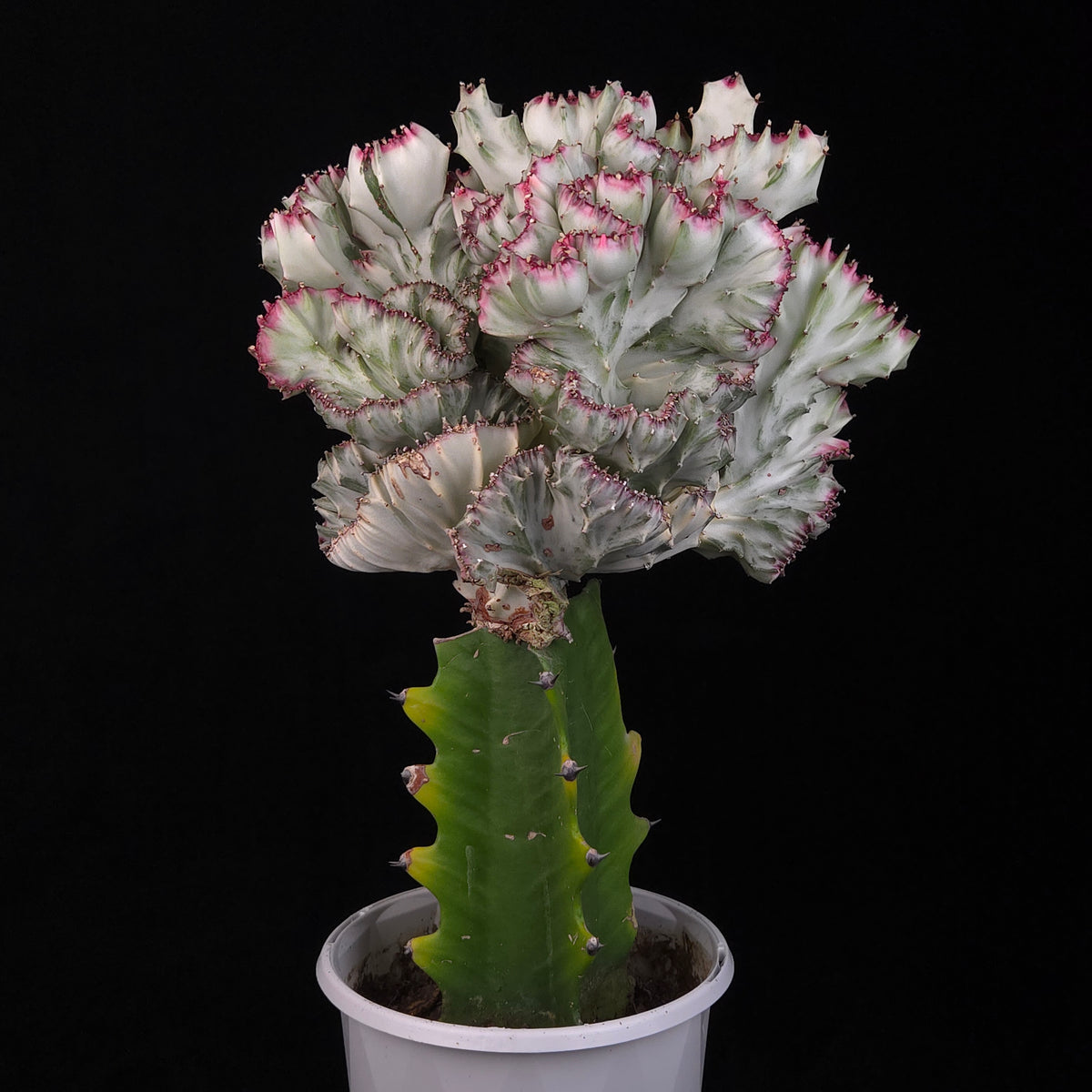 Euphorbia lactea 'Cristata Variegata' - The Coral Cactus (WA Prohibited) - One Off Specials