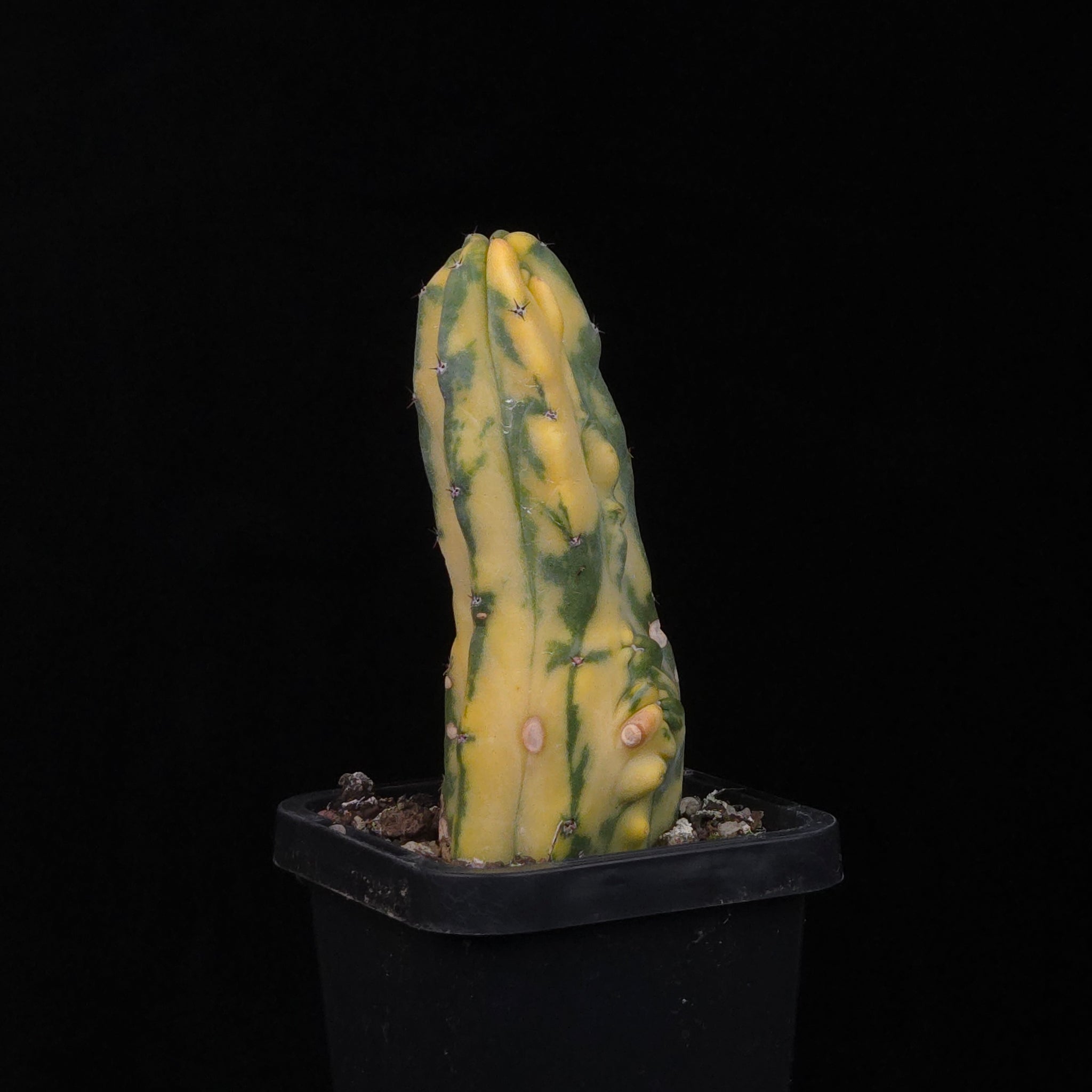 Myrtillocactus geometrizans Montrose Variegata