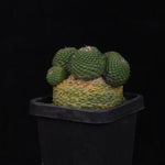Rebutia krainziana var. inermis (syn. Rebutia pygmaea) - Mature Specimen