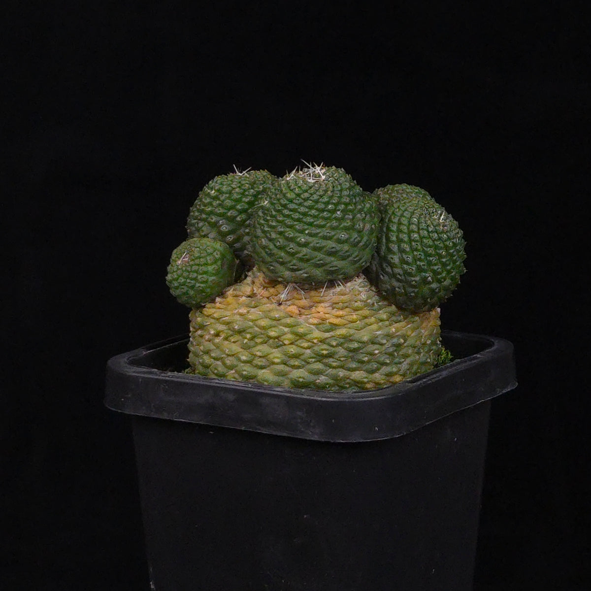 Rebutia krainziana var. inermis (syn. Rebutia pygmaea) - Mature Specimen