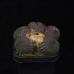 Rebutia krainziana var. inermis (syn. Rebutia pygmaea) - Mature Specimen