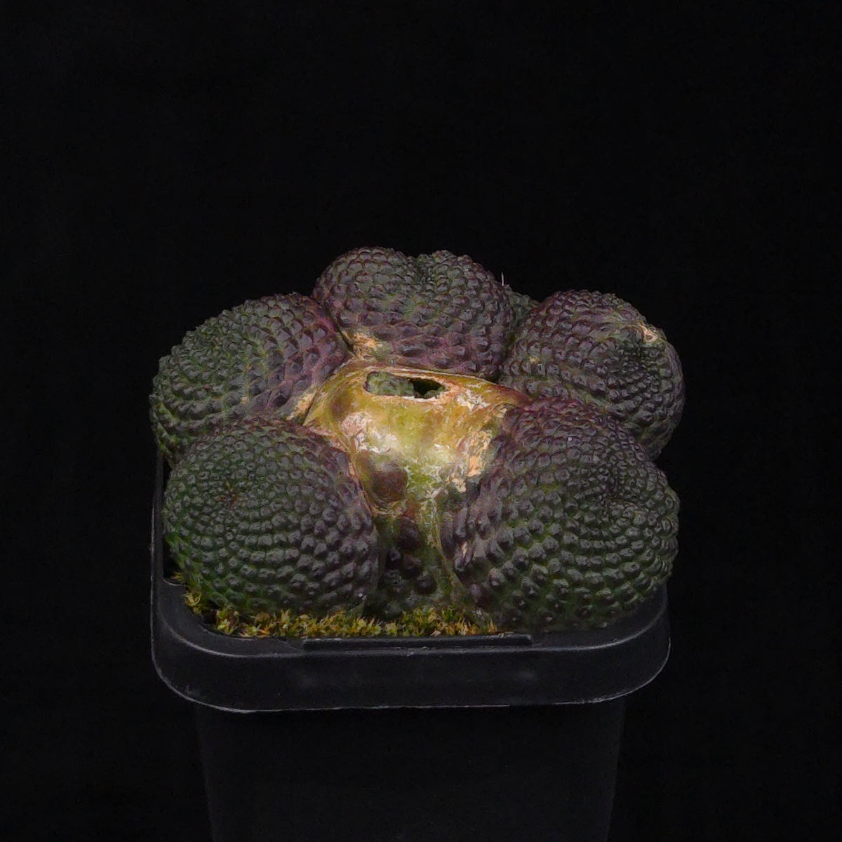 Rebutia krainziana var. inermis (syn. Rebutia pygmaea) - Mature Specimen