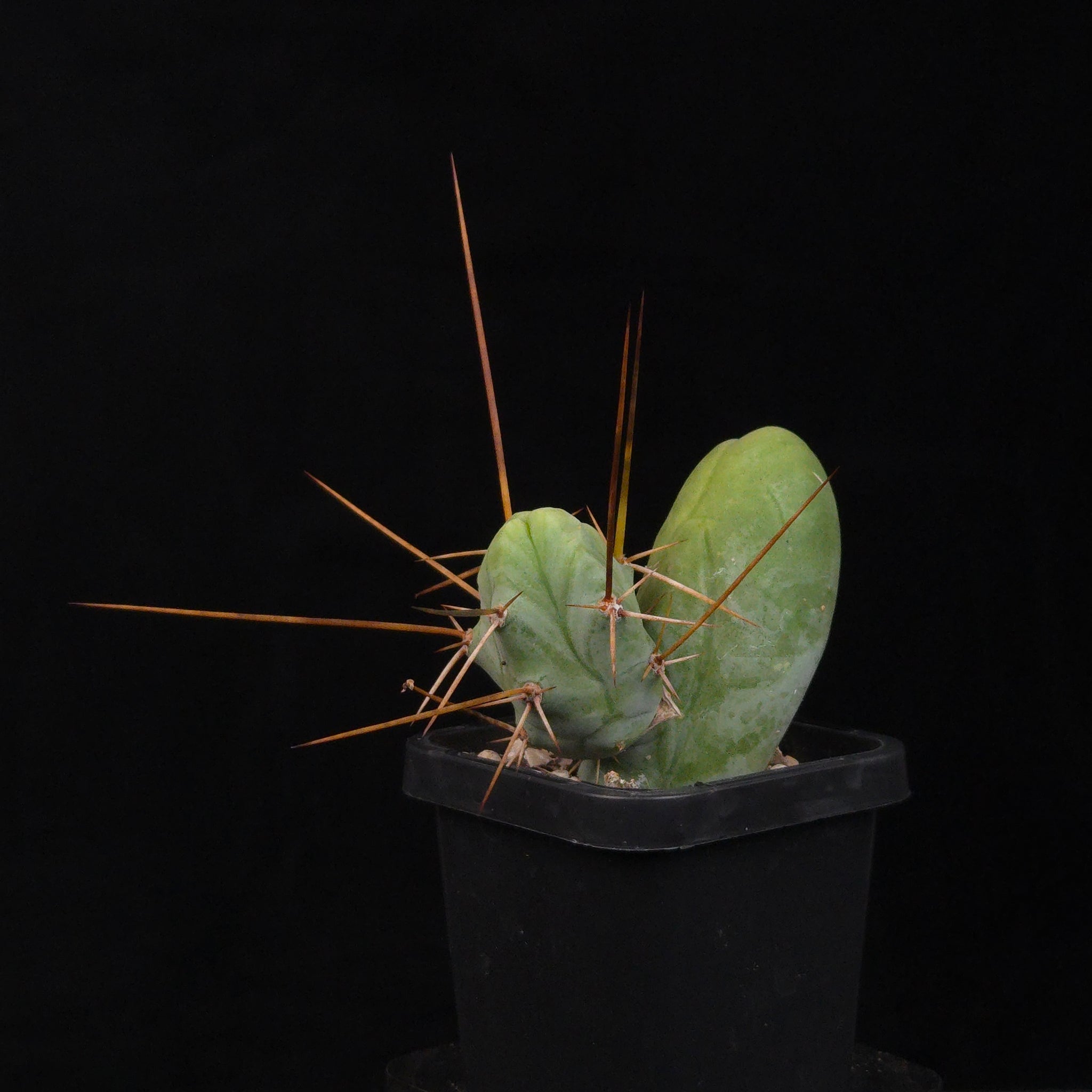 Trichocereus bridgesii f. monstrosa (Penis Cactus)