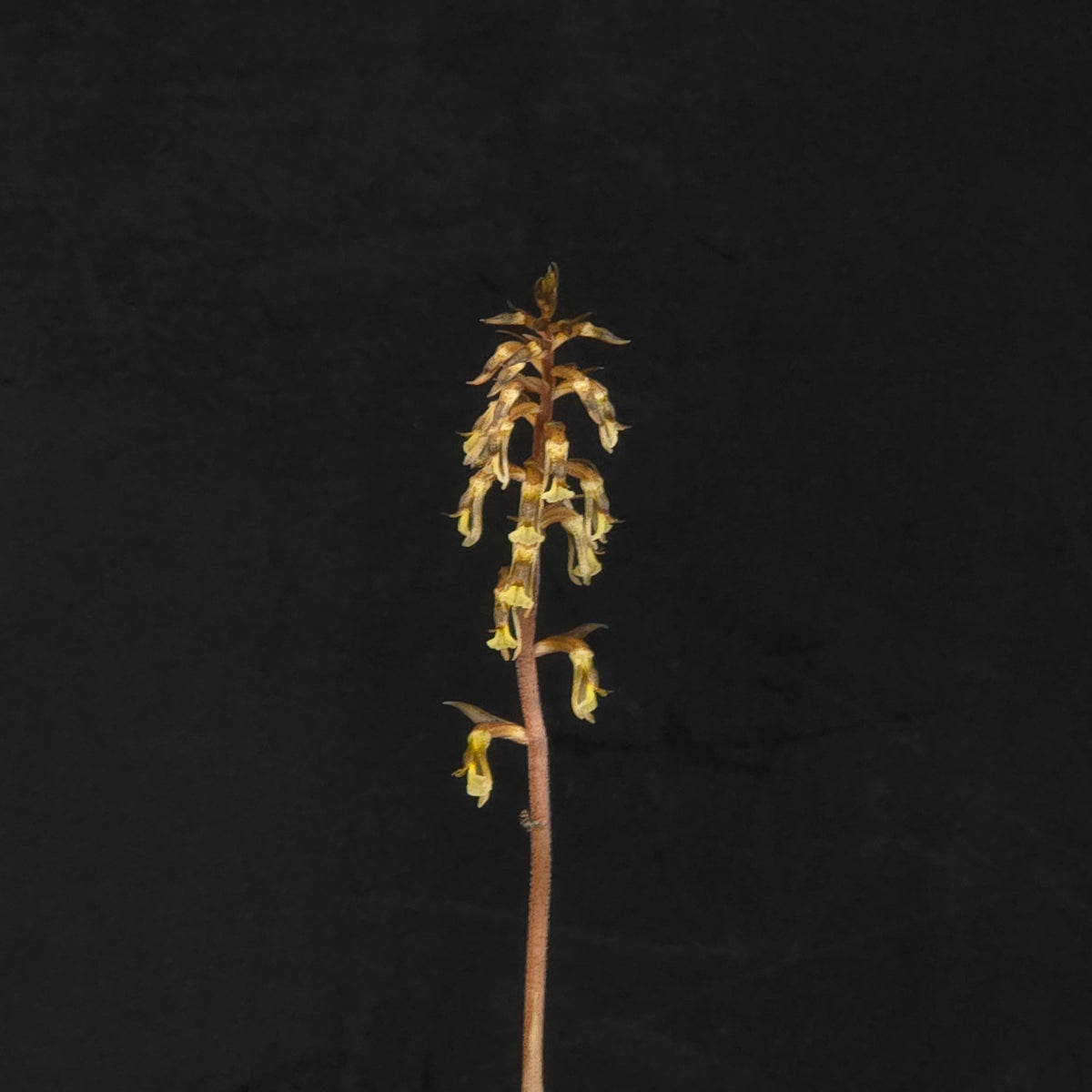 Cyclopogon lindleyanum