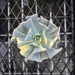 Echeveria Cubic Frost 'Variegata'