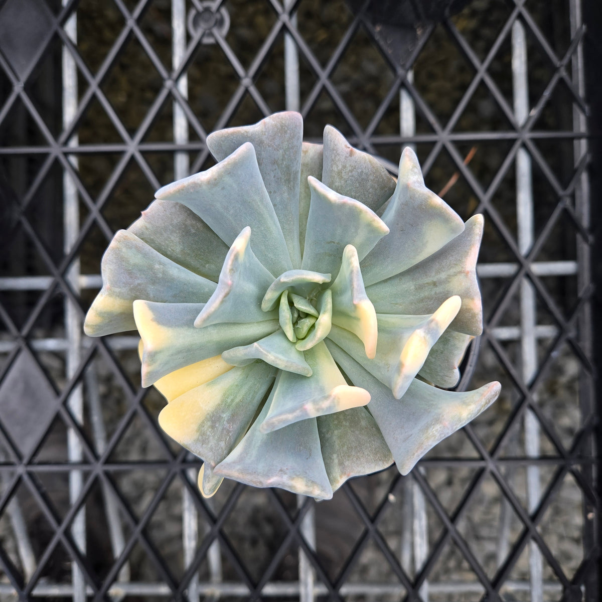 Echeveria Cubic Frost 'Variegata'