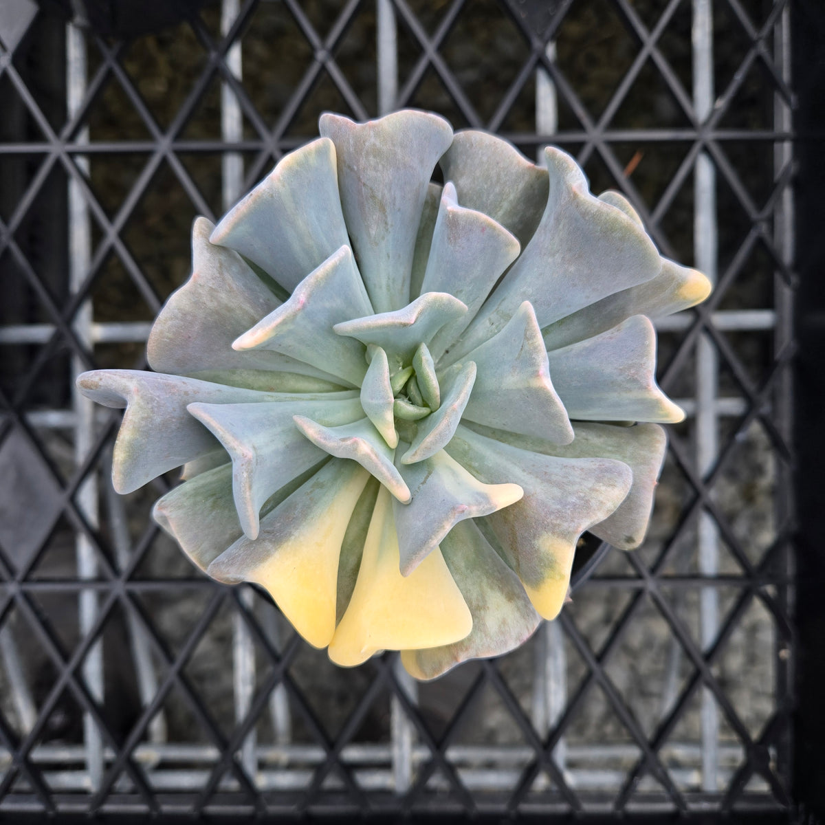 Echeveria Cubic Frost 'Variegata'