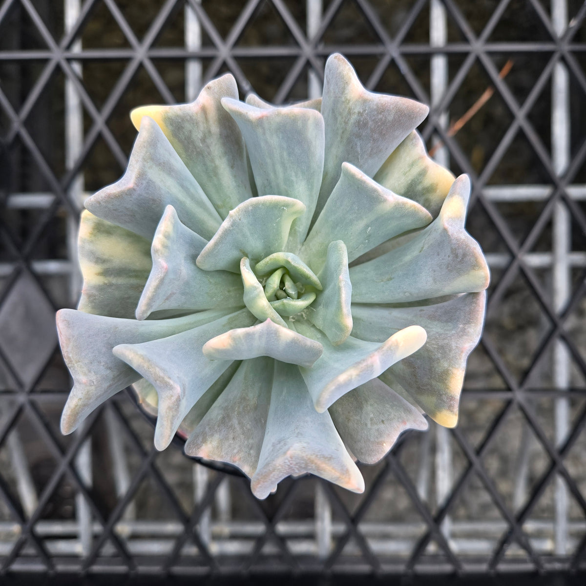 Echeveria Cubic Frost 'Variegata'