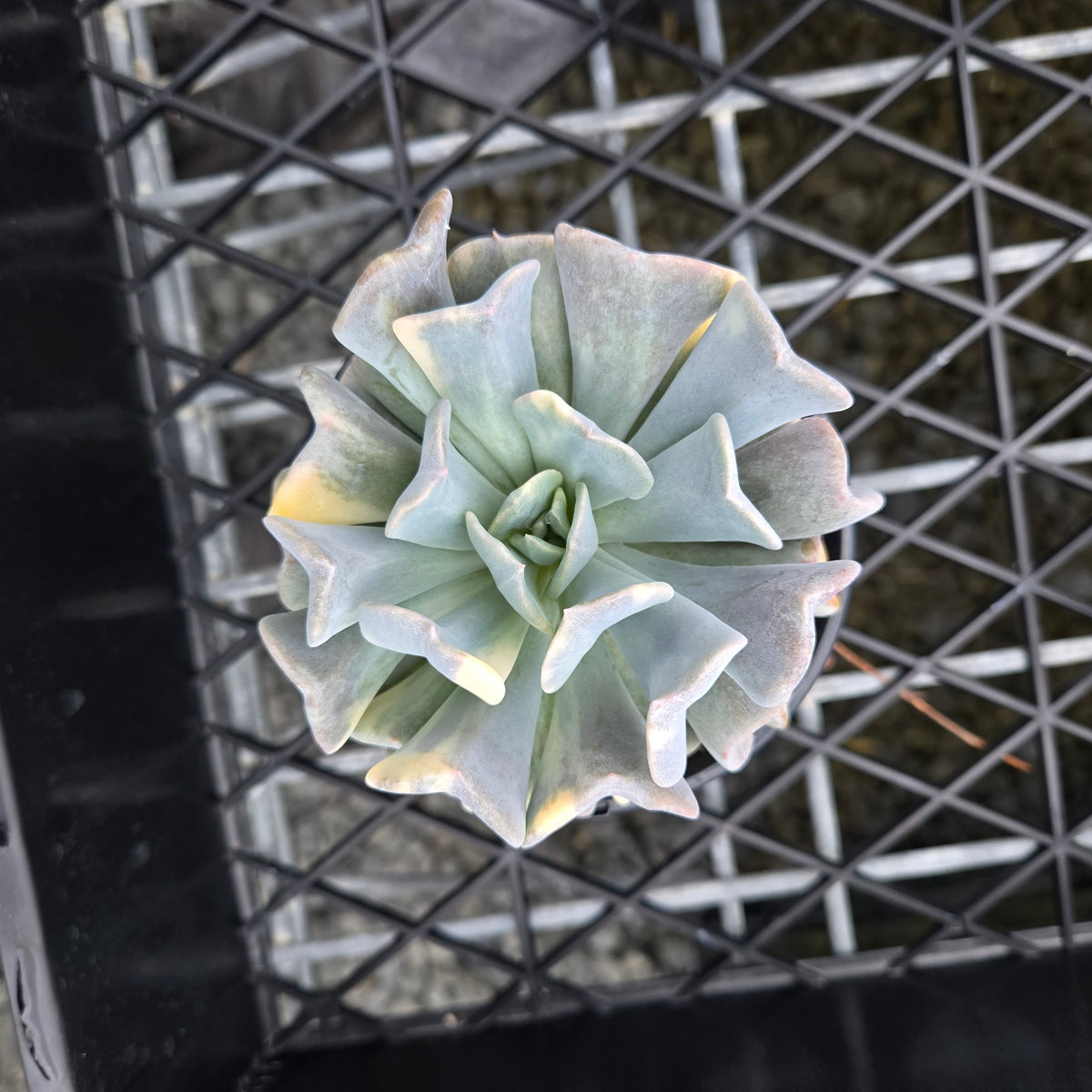 Echeveria Cubic Frost 'Variegata'