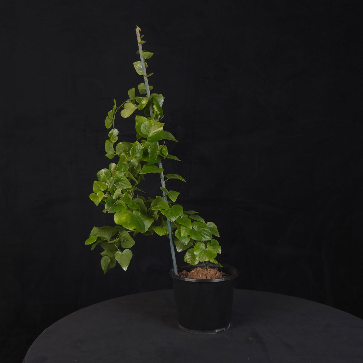 Dioscorea elephantipes 'The Elephant's Foot'