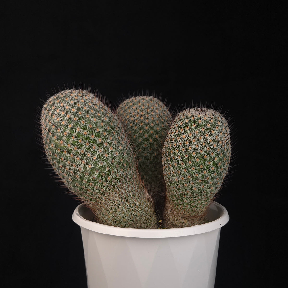 Mammillaria geminispina (elegans form)