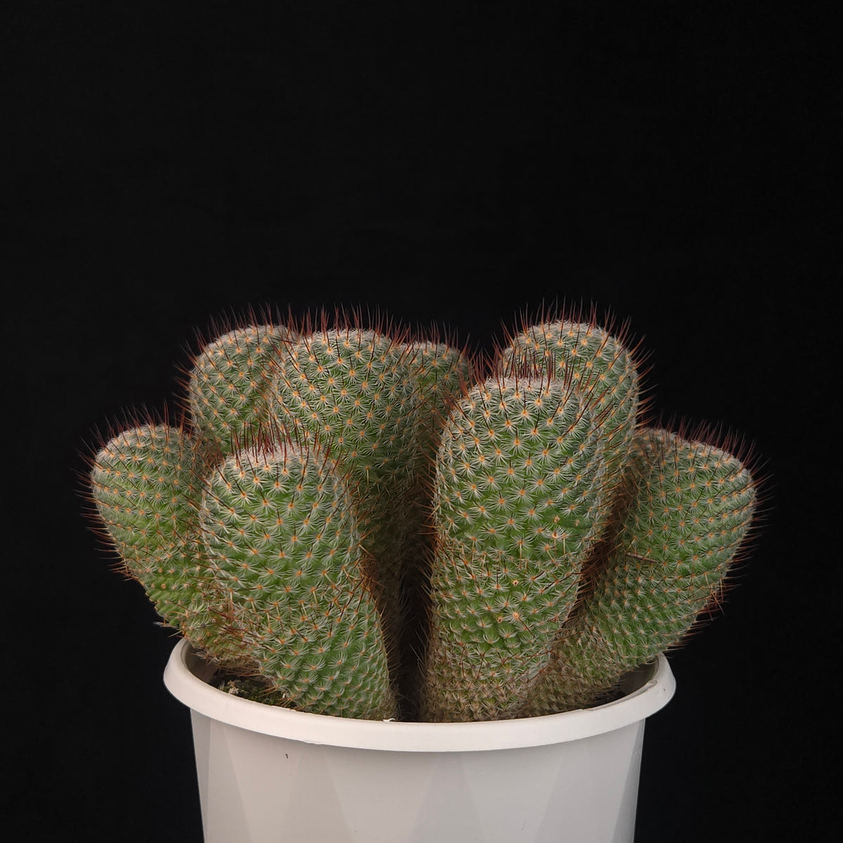 Mammillaria geminispina (elegans form)