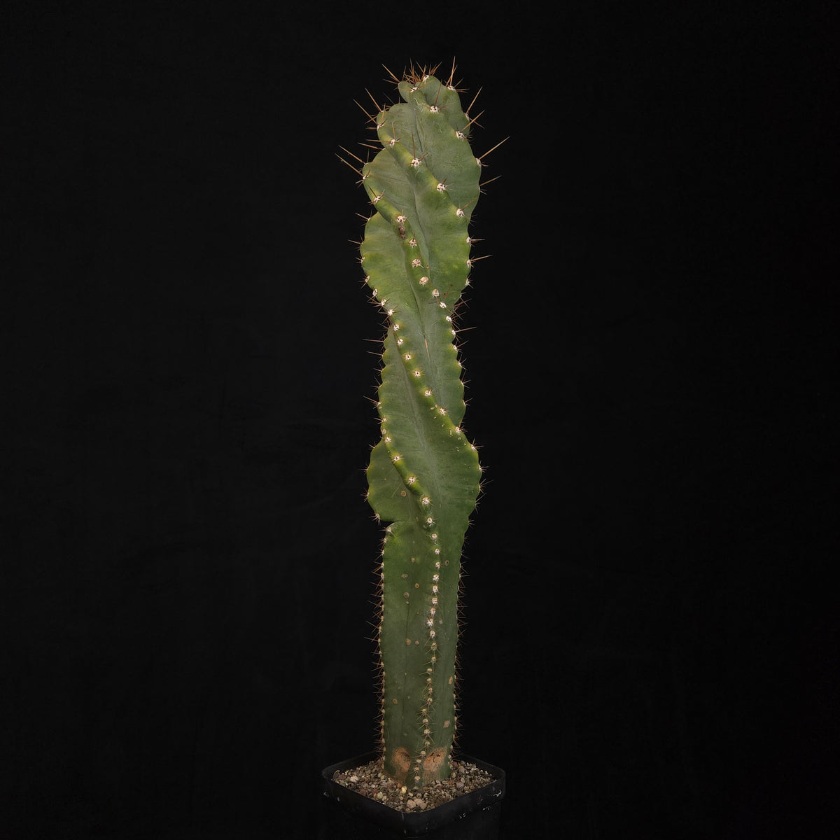 Cereus forbesii 'Spiralis'
