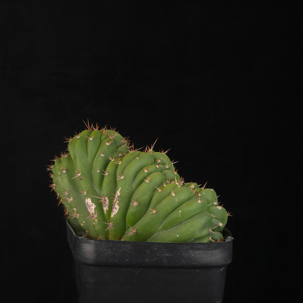 Trichocereus peruvianus 'Twister' (syn. Echinopsis macrogona)