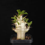 Pachypodium saundersii – Kudu Lily