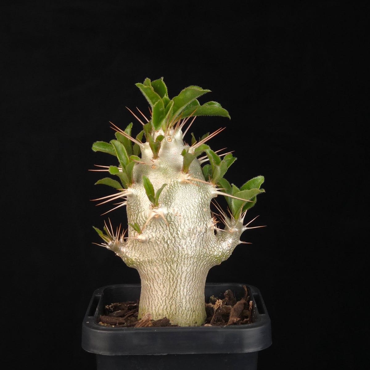 Pachypodium saundersii – Kudu Lily