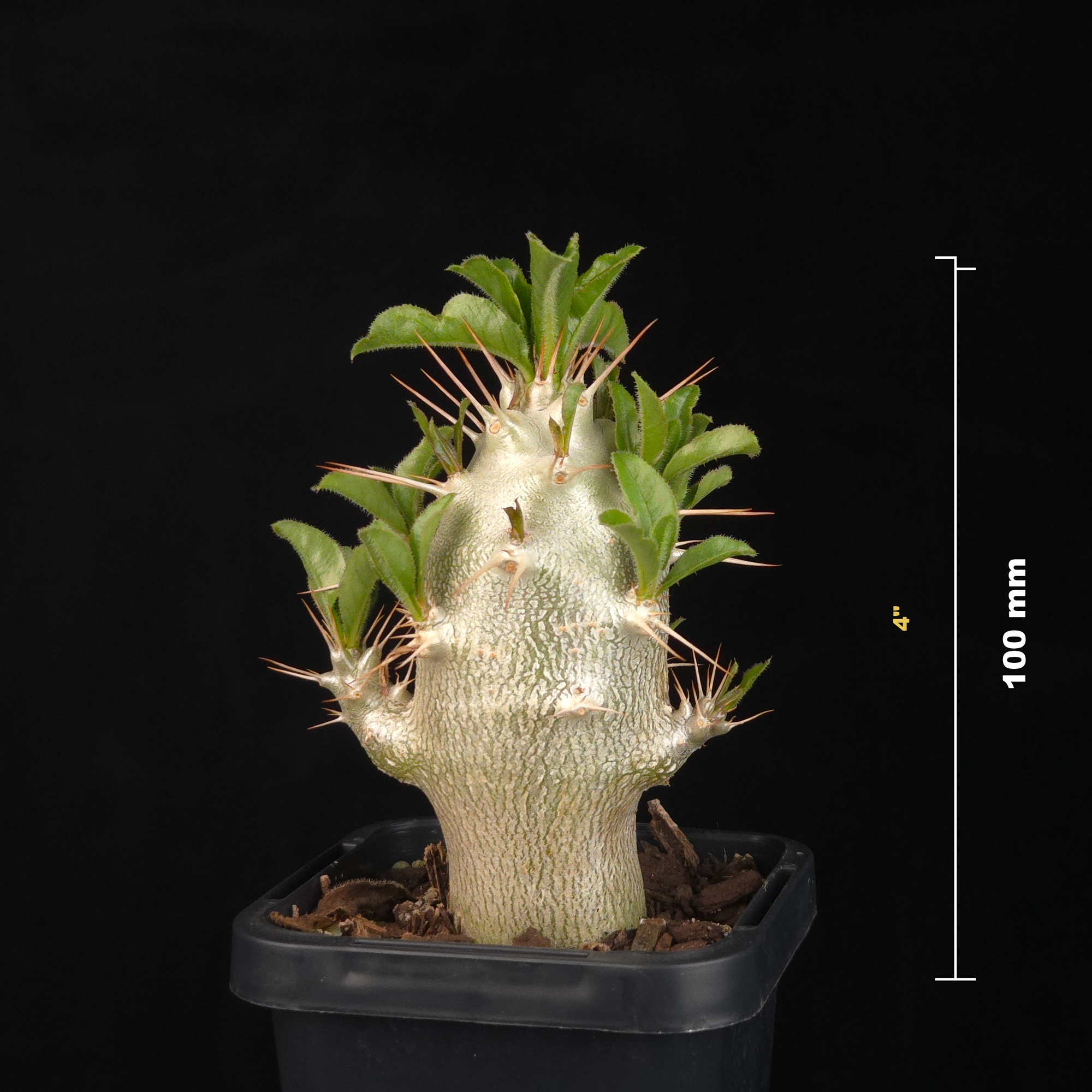 Pachypodium saundersii – Kudu Lily