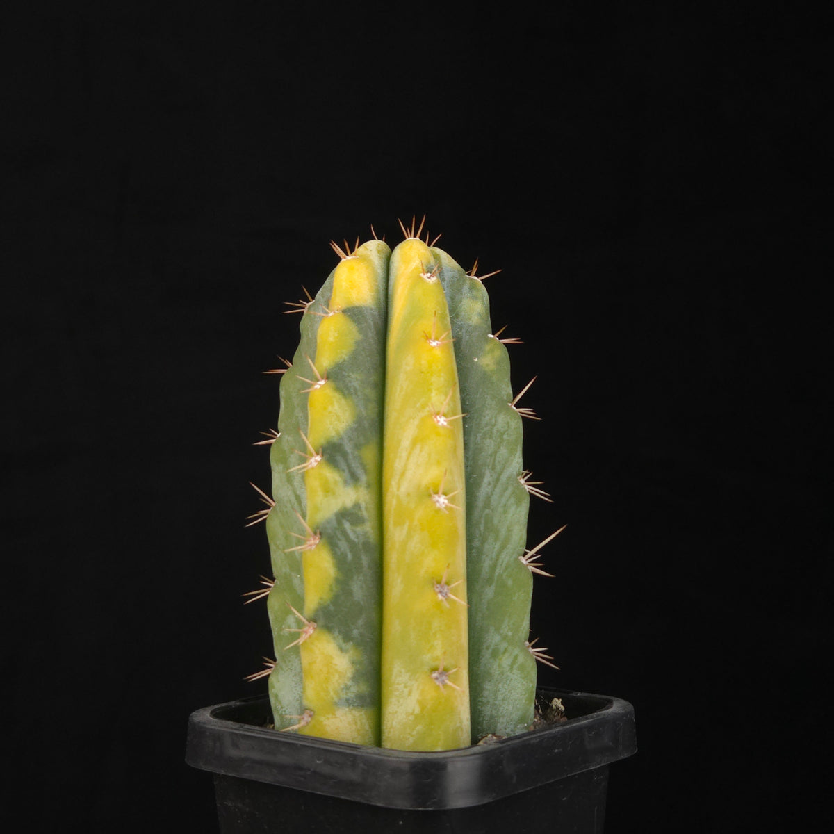 Echinopsis peruvianus f. variegata (syn. Echinopsis macrogona)