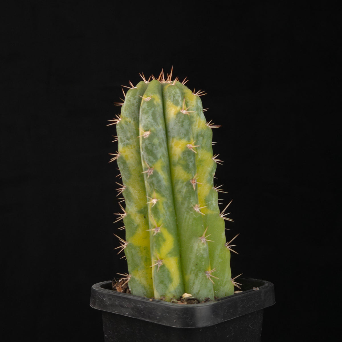 Echinopsis peruvianus f. variegata (syn. Echinopsis macrogona)