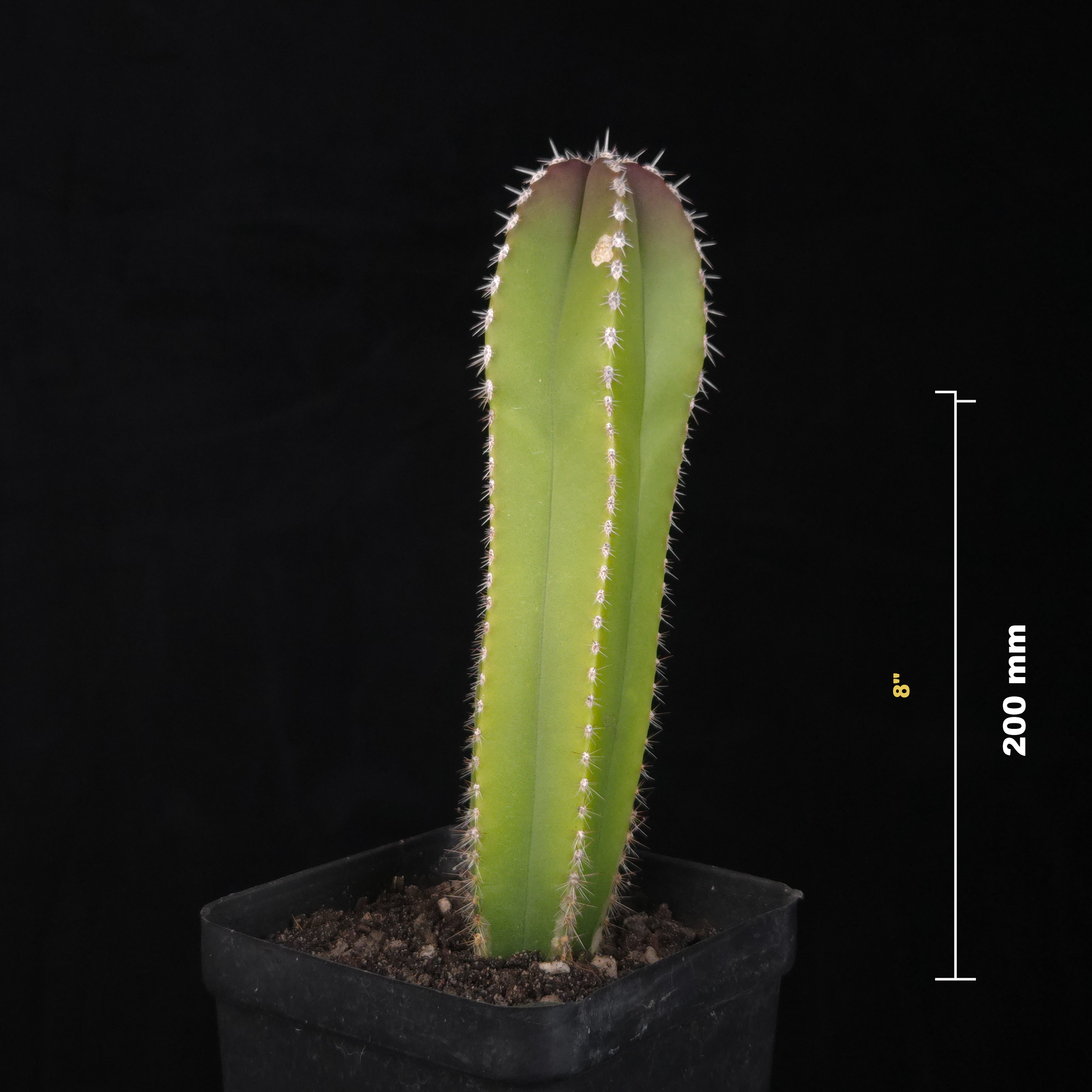 Pachycereus marginatus - Mexican Fencepost Cactus