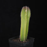 Pachycereus marginatus - Mexican Fencepost Cactus