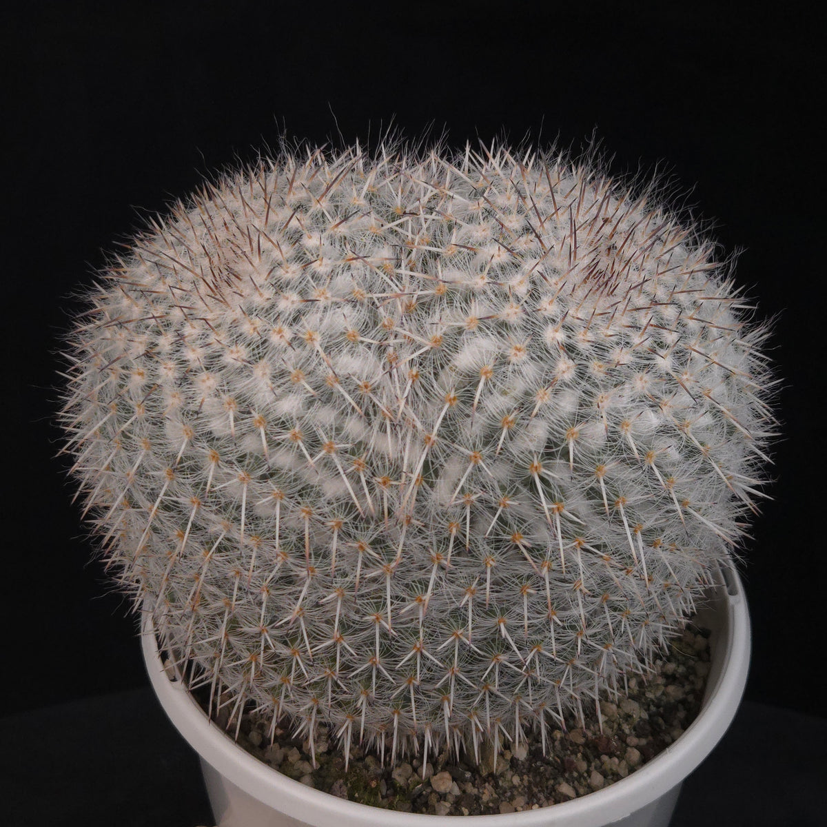 Mammillaria parkinsonii - One Off Specials