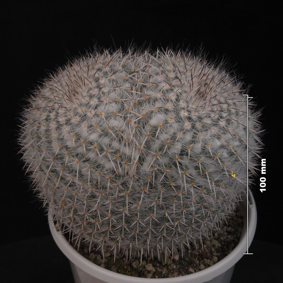 Mammillaria parkinsonii - One Off Specials