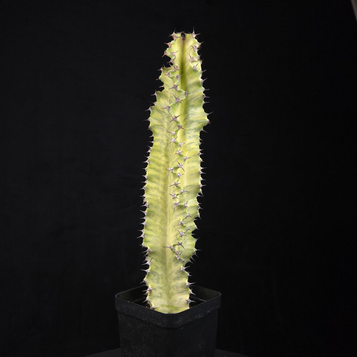 Euphorbia ammak variegata (WA Prohibited)
