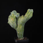 Myrtillocactus geometrizans cristata (Smooth Form)