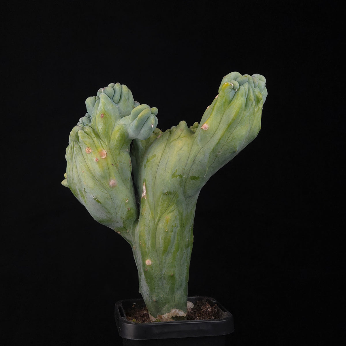 Myrtillocactus geometrizans cristata (Smooth Form)