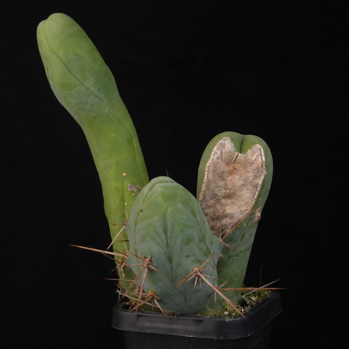 Trichocereus bridgesii f. monstrosa (Penis Cactus)