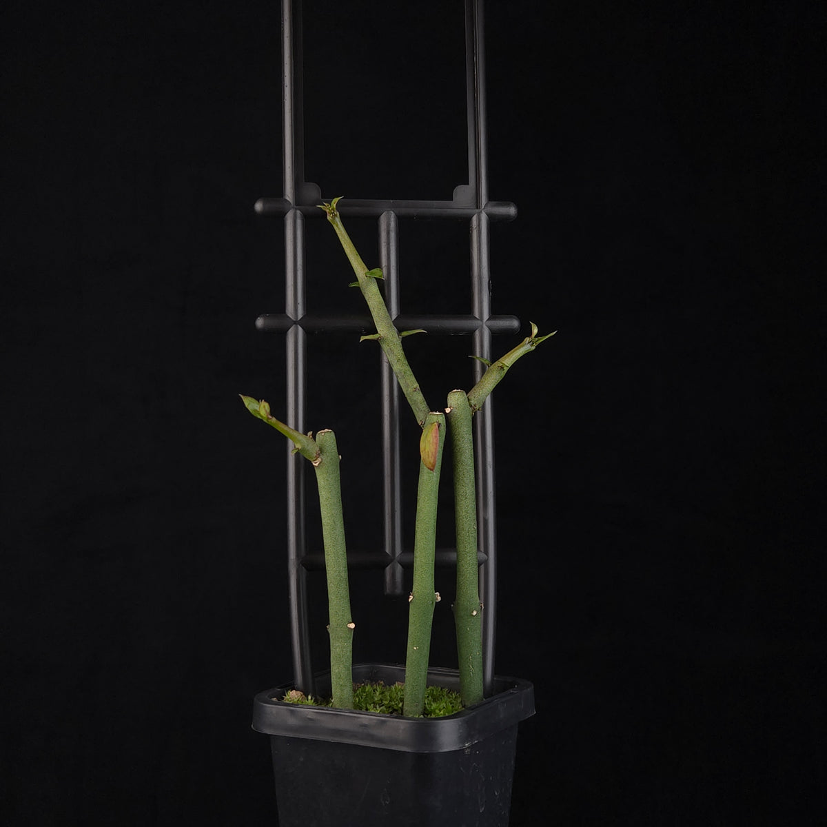 Ceropegia radicans subsp. smithii