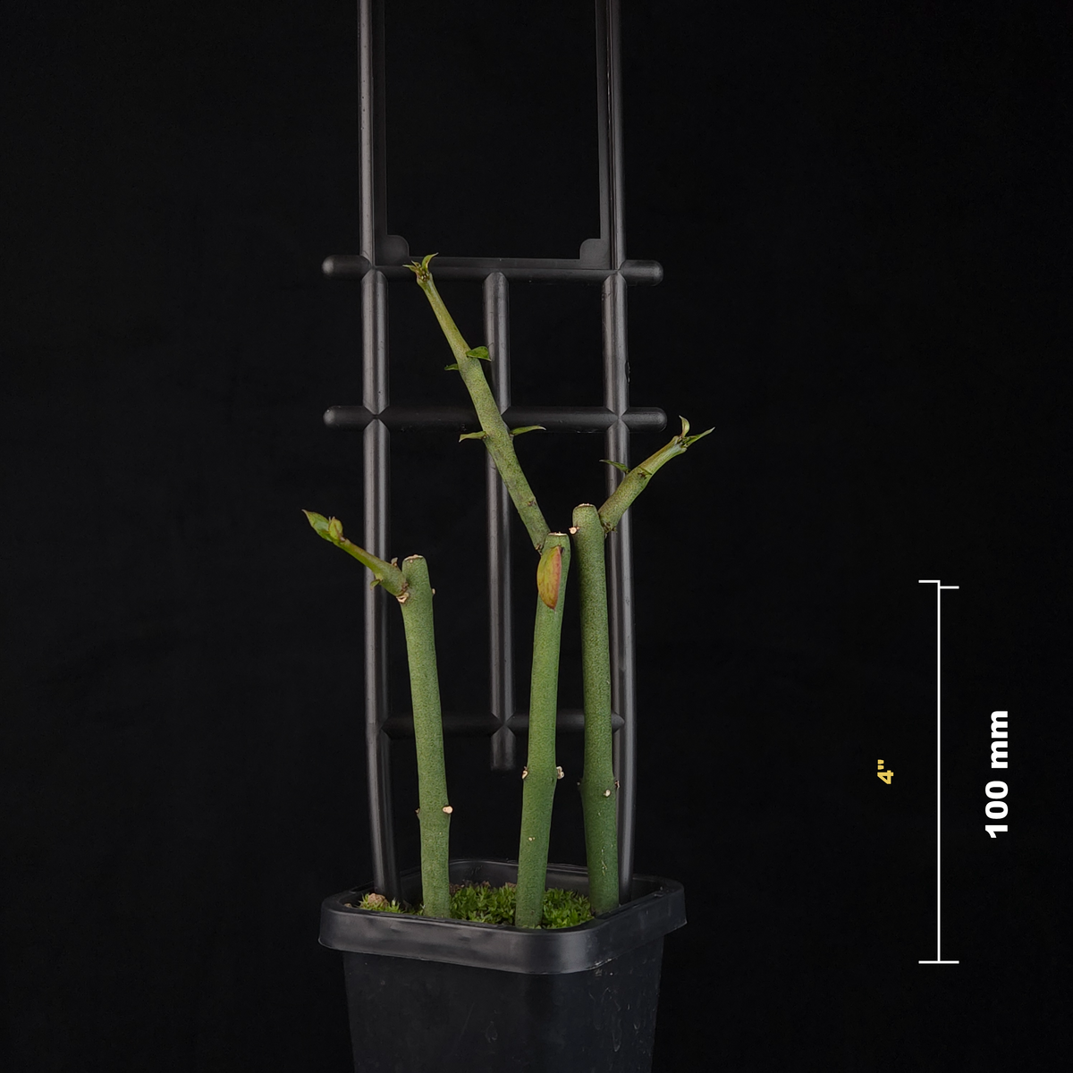 Ceropegia radicans subsp. smithii